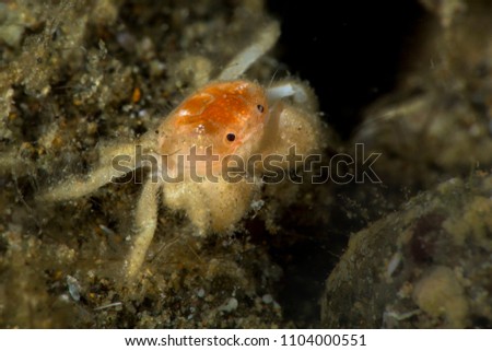 Tiny crab. Picture was taken in Anilao, Philippines