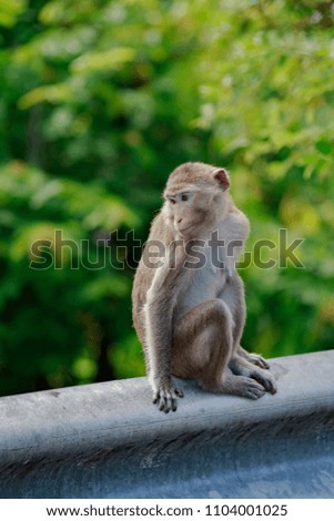 Lifestyle of Monkeys in Chonburi,Thailand.