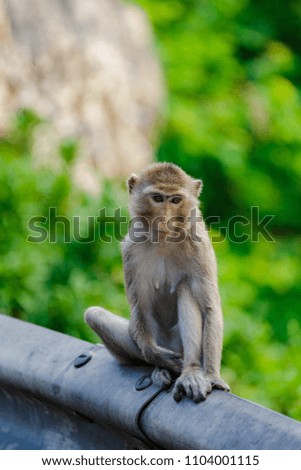 Lifestyle of Monkeys in Chonburi,Thailand.