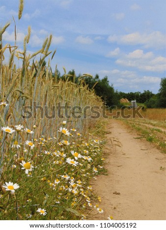 macro photo with a beautiful Sunny summer rural landscape of the field road with flowers of daisies and grass as a source for prints, advertising, decor, posters, Wallpaper