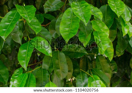 
Green Leaf Background