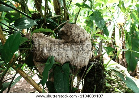 Young baby sloth, abandoned by its mother, hanging in a tree.