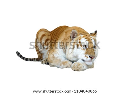 golden tabby tiger or strawberry tiger isolated