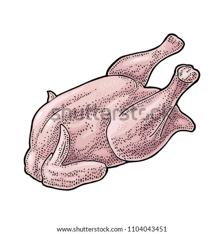 Whole raw chicken. Vintage color engraving illustration for poster and label. Isolated on white background.