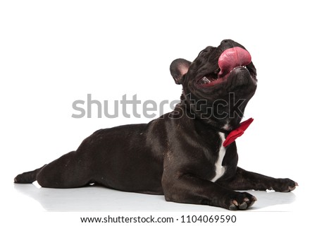 adorable panting french bulldog with red bowtie looks up while lying on white background, side view picture