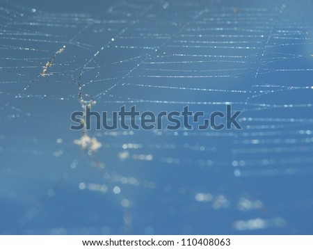 Large spider web covered with little rain drops glinting in the sun.