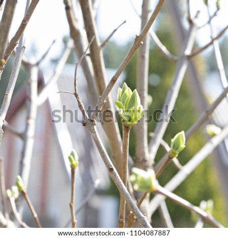 Young buds on a branch