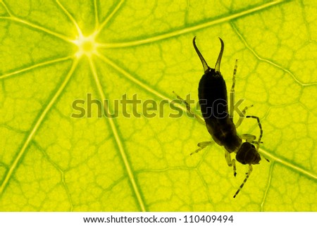 Abstract closeup of a green leaf texture with the silhouette of an earwig