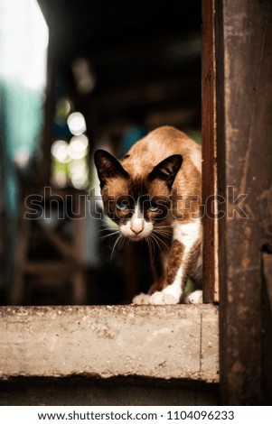Thai cat brown