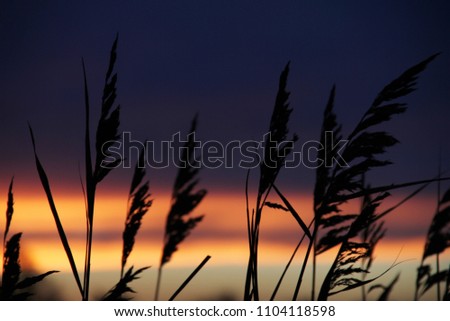 Close-up of reeds/plants/tall grass illuminated at sunset in silhouette, with a gradient/stripe colour sky in the background of purple, blue, red, yellow, orange. Near a field/farm in rural  England.