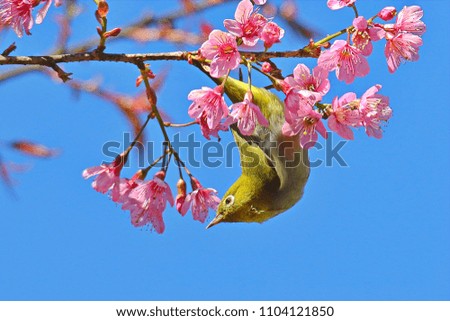  Japanese White Eye (mejiro) ,Zosterops japonica,Bird island on the branch has pink flowers on the back.
