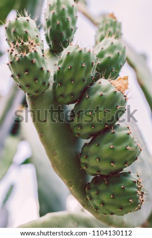 Cactus opuntia growing with fruits. Tropical plant. Indian fig. Succulent.