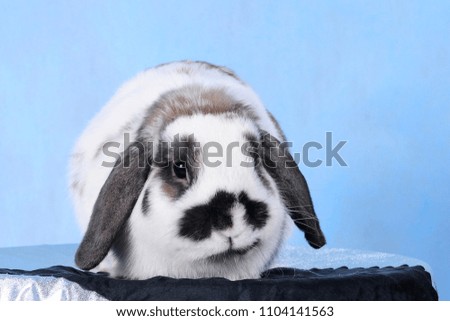 Sad and beautiful lop-eared rabbit