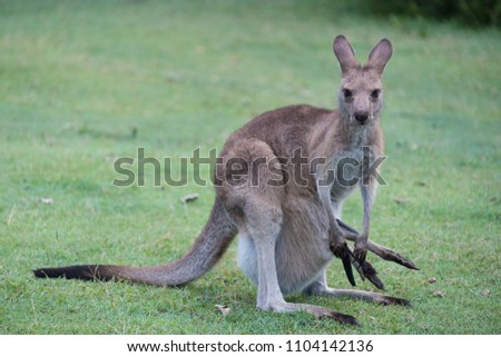 Kangaroo mom and her cob in her pouch