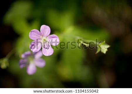 Pretty five winged purple wild flowers in spring