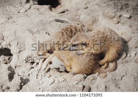 Group of Meerkat (Suricata suricatta) sleeping,Wildlife animal