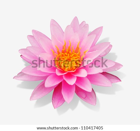 Pink lotus blossoms on white background with clipping path