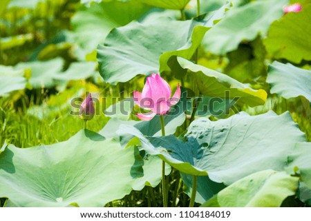 Pink Lotus in the lake. The lotus symbolizes Buddhism in the East
