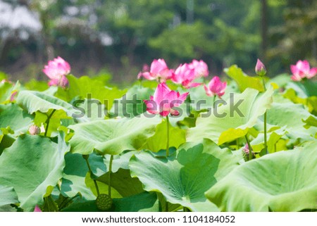 Pink Lotus in the lake. The lotus symbolizes Buddhism in the East
