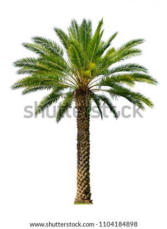 Indian Wild Date palm tree isolated on white background (Sylvester Wild Date, Silver Date) Royalty-Free Stock Photo #1104184898