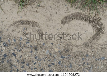 two traces in the sand of a horse