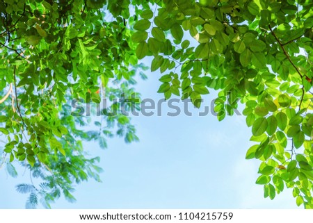 a treetop view picture of green natural leaves and blue sky background 