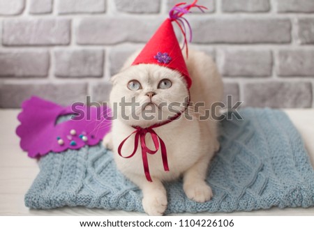 White Scottish cat celebrate his birthday. Cat with birthday hat
