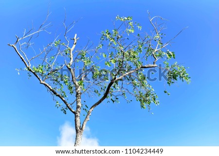 branch and leaves on the top of tree and blue sky background 