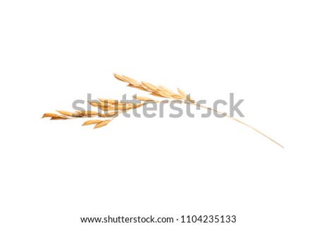 Paddy rice isolated on white background. ears of paddy jasmine rice with copy space Royalty-Free Stock Photo #1104235133