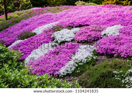 Blooming purple, pink, white Phlox subulate in landscape design. Decorative ground cover plant Phlox subulate in the garden. The concept of gardening. Royalty-Free Stock Photo #1104241835