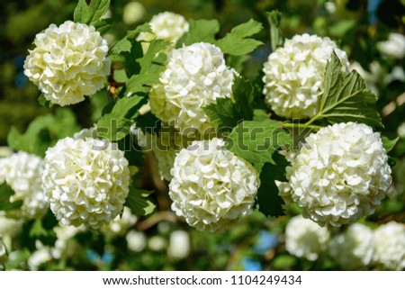 The blossoming guelder-rose in a spring garden.