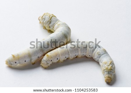 Silkworm (Bombyx mori), larva or caterpillar, isolated on a white background  Silkworm Royalty-Free Stock Photo #1104253583
