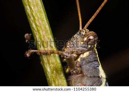 Grasshoppers are on a natural tree/Close-up.