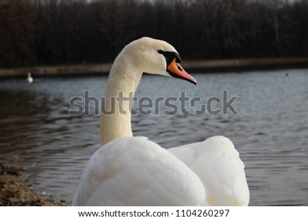 white swan picture