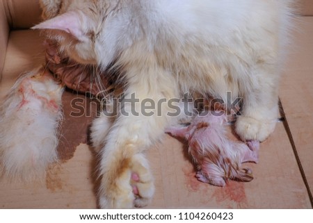 The moments of a mother cat gave birth to kitten in residential home