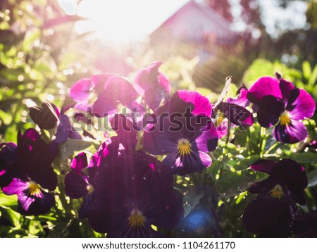 Beautiful, blooming pansies with violet petals in the early morning against the background of green grass, sun rays and the silhouette of a village house. The concept of rural life