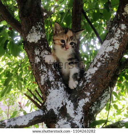 
Toddler kitten multicolored affectionate cute fluffy climbed on a tree in a garden picture for a background backdrop