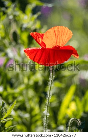 red poppy with opened up petals under the sun with green background