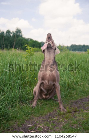 A brown or gray dog poses on a meadow.