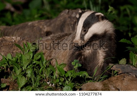 Night European badger in the forest