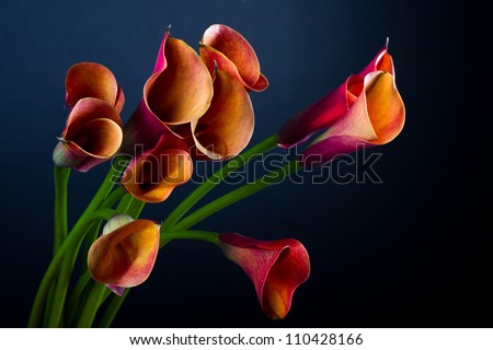 Bouquet of Orange Calla lily (Zantedeschia aethiopica, Arum lily, Varkoor) over black background Royalty-Free Stock Photo #110428166