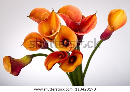 Bouquet of Orange Calla lily (Zantedeschia aethiopica, Arum lily, Varkoor) over white background Royalty-Free Stock Photo #110428190