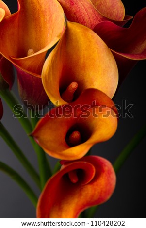 Bouquet of Orange Calla lily (Zantedeschia aethiopica, Arum lily, Varkoor) over black background Royalty-Free Stock Photo #110428202