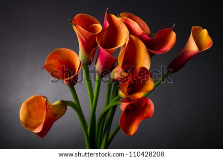 Bouquet of Orange Calla lily (Zantedeschia aethiopica, Arum lily, Varkoor) over black background Royalty-Free Stock Photo #110428208
