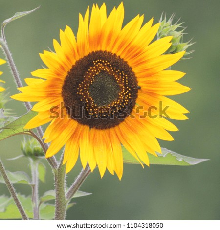 Close up of a sunflower in Thimphu, Bhutan