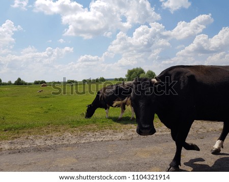 cows coming back from pasture. domestic animals. farm animals. milk going home