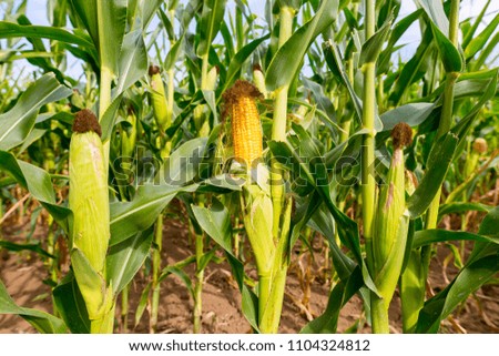 Fresh cob of ripe corn in the green field.