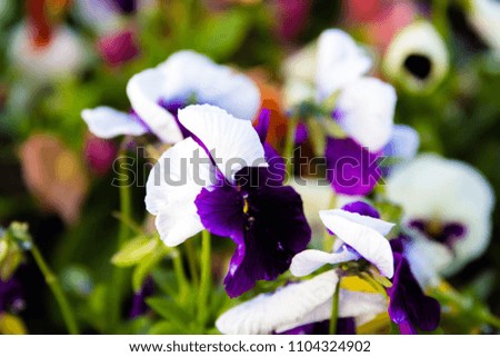 Bright, beautiful flowers of pansies blossomed in the flower garden on a summer day.