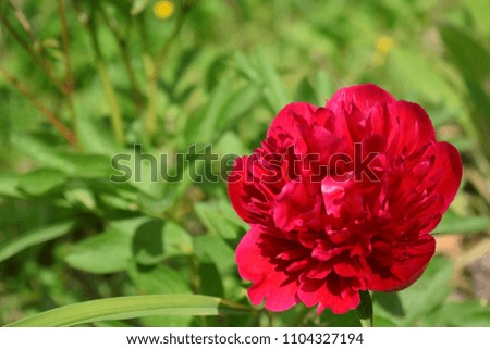 Red peony against green grass on a sunny day