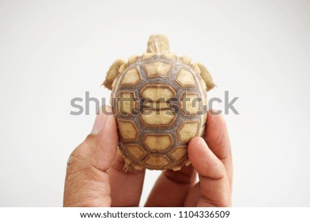  Beautiful Baby Tortoise on the hands of man (African spurred tortoise ),Cute portrait Animal,Geochelone sulcata ,Close up Baby Tortoise Hatching (African spurred tortoise)